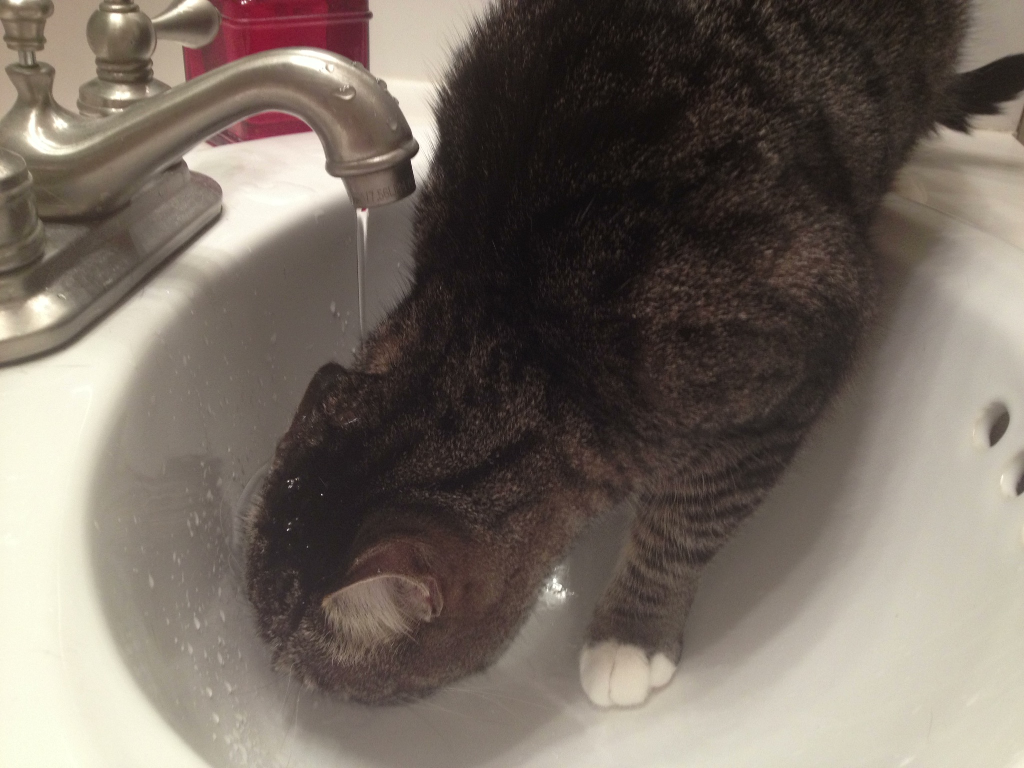 Haku drinking from the sink